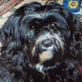 mandala_portret.gif(22 kb)